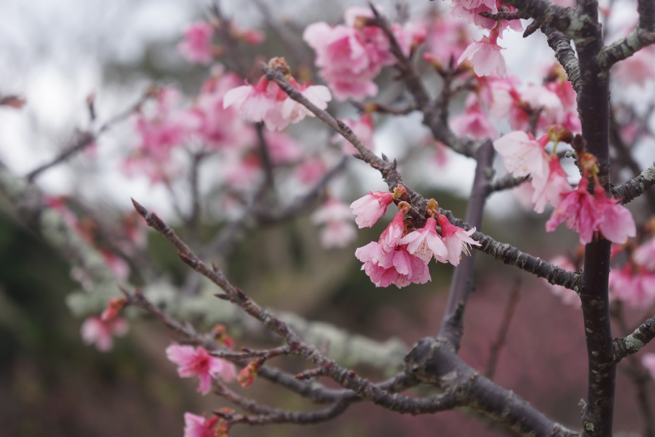 沖縄的樱花