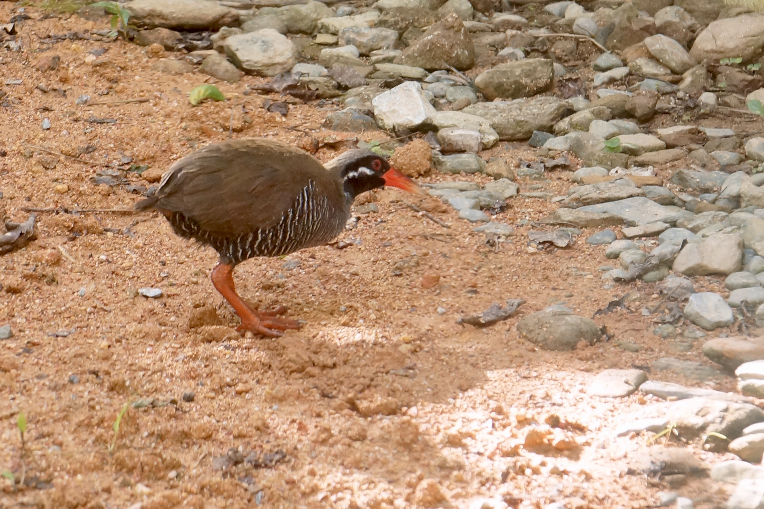 ヤンバルクイナ