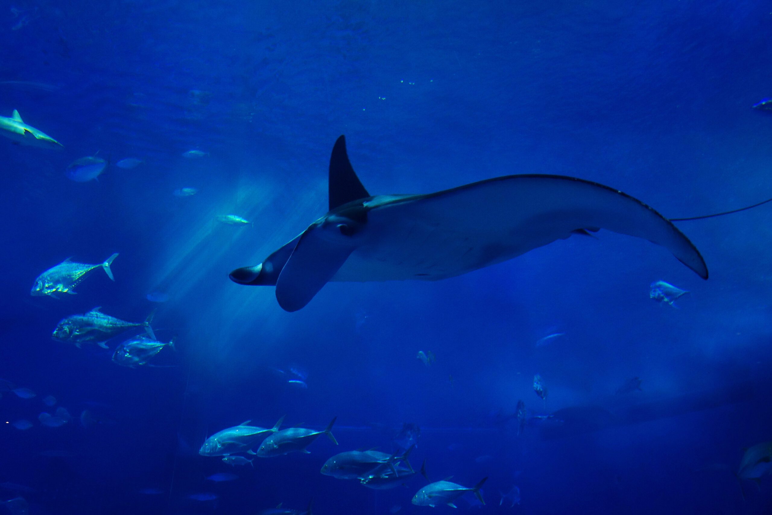 『The Sea Around Us 我们身边的海洋』