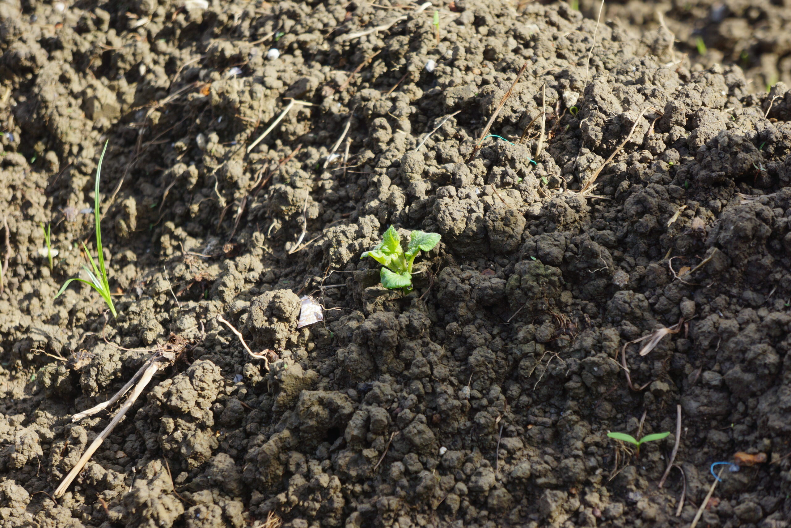 畑を耕す:じゃがいも植え付け