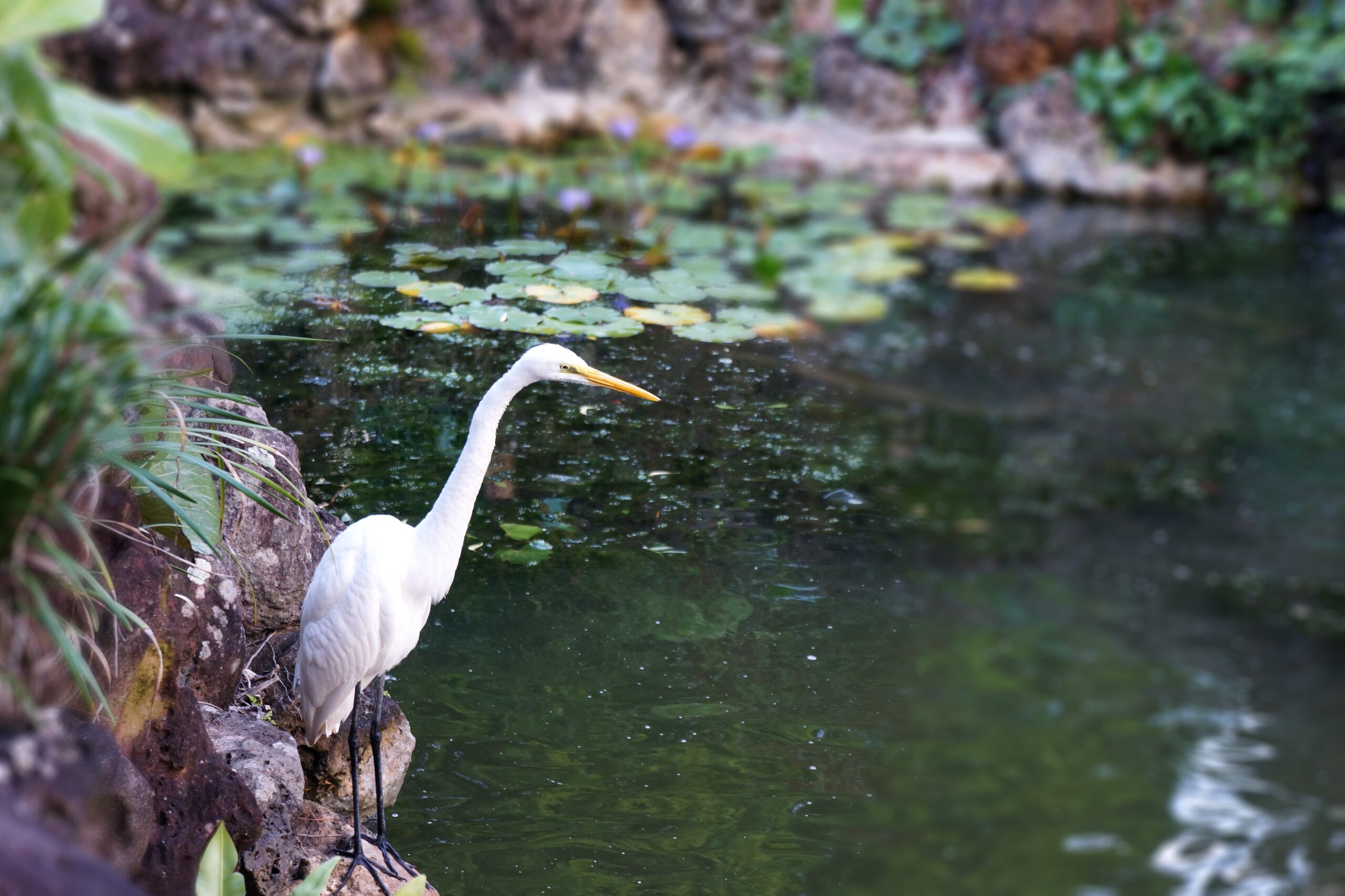 『THE BIRDS OF AMERICA』